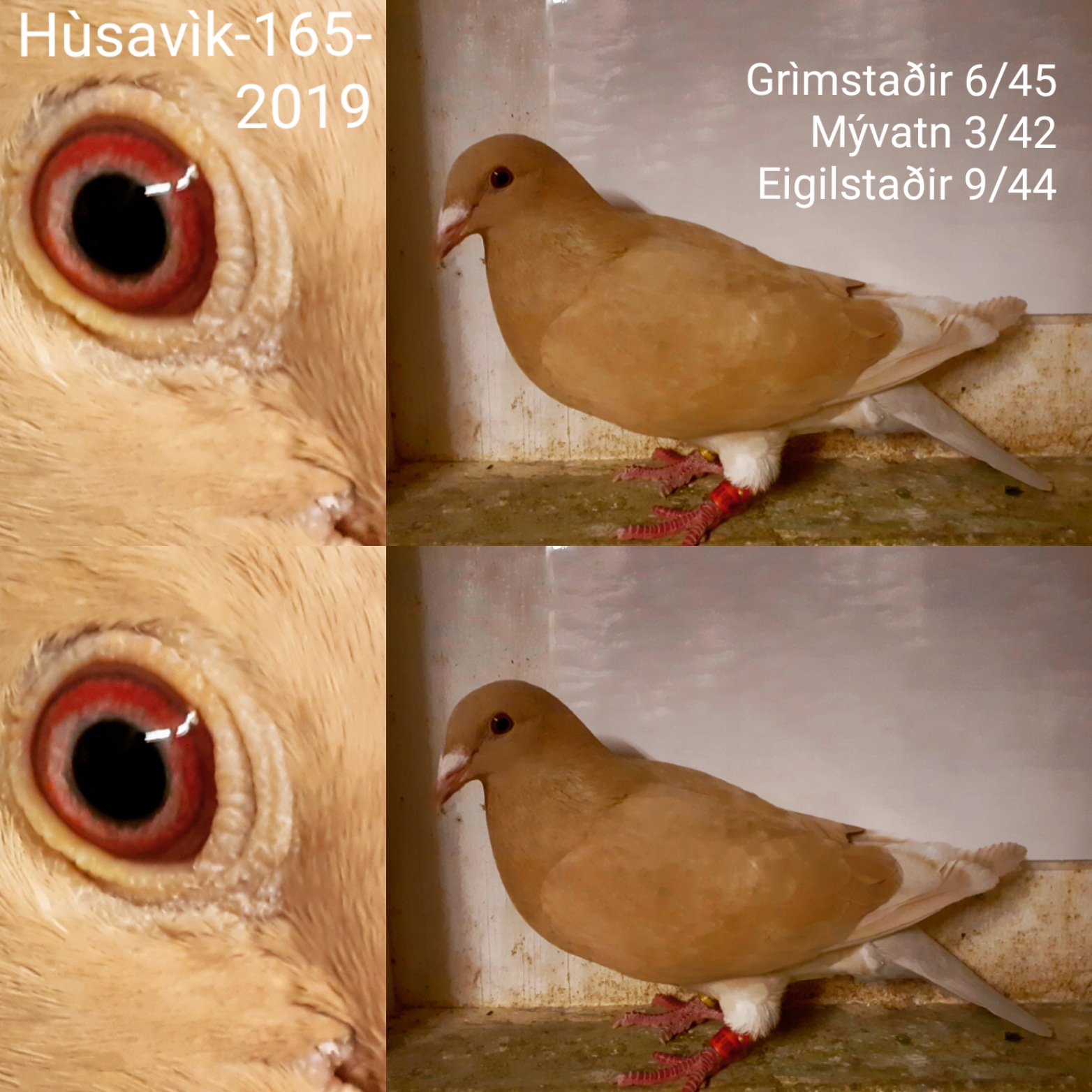 Hùsavìk-165-2019